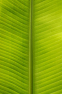 Full frame shot of green leaves