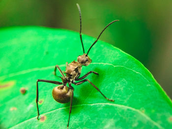 Close-up of spider