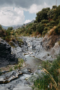 Scenic view of river amidst trees against sky