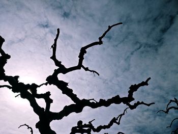 Low angle view of silhouette tree against sky