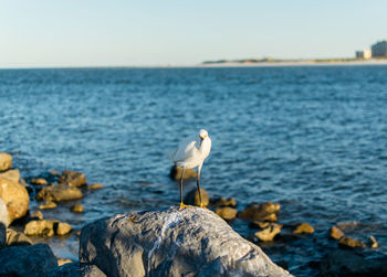 Seagull perching on rock by sea against sky