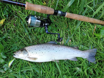 High angle view of fish on grass