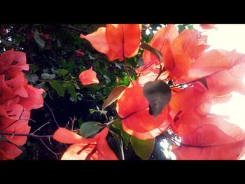 Close-up of flowers blooming outdoors