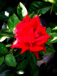 Close-up of red flower