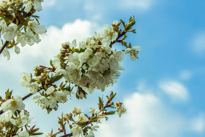 Low angle view of cherry blossoms against sky