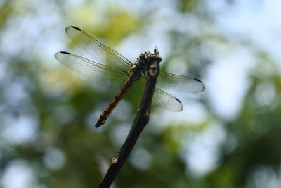 Close-up of dragonfly on plant