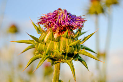 Close-up of red flowering plant against sky