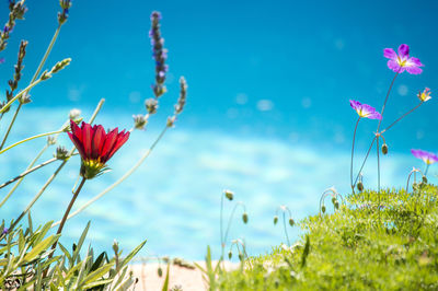 Close-up of red flowers blooming in field