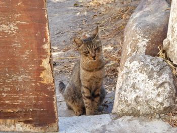 Portrait of cat sitting outdoors