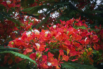 Close-up of red flowers blooming outdoors