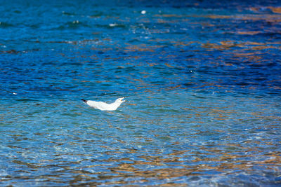 Bird swimming in sea