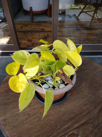 High angle view of leaves on table