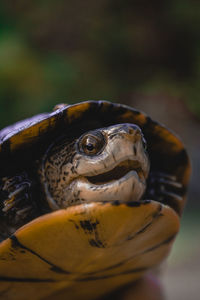 Close-up of turtle 