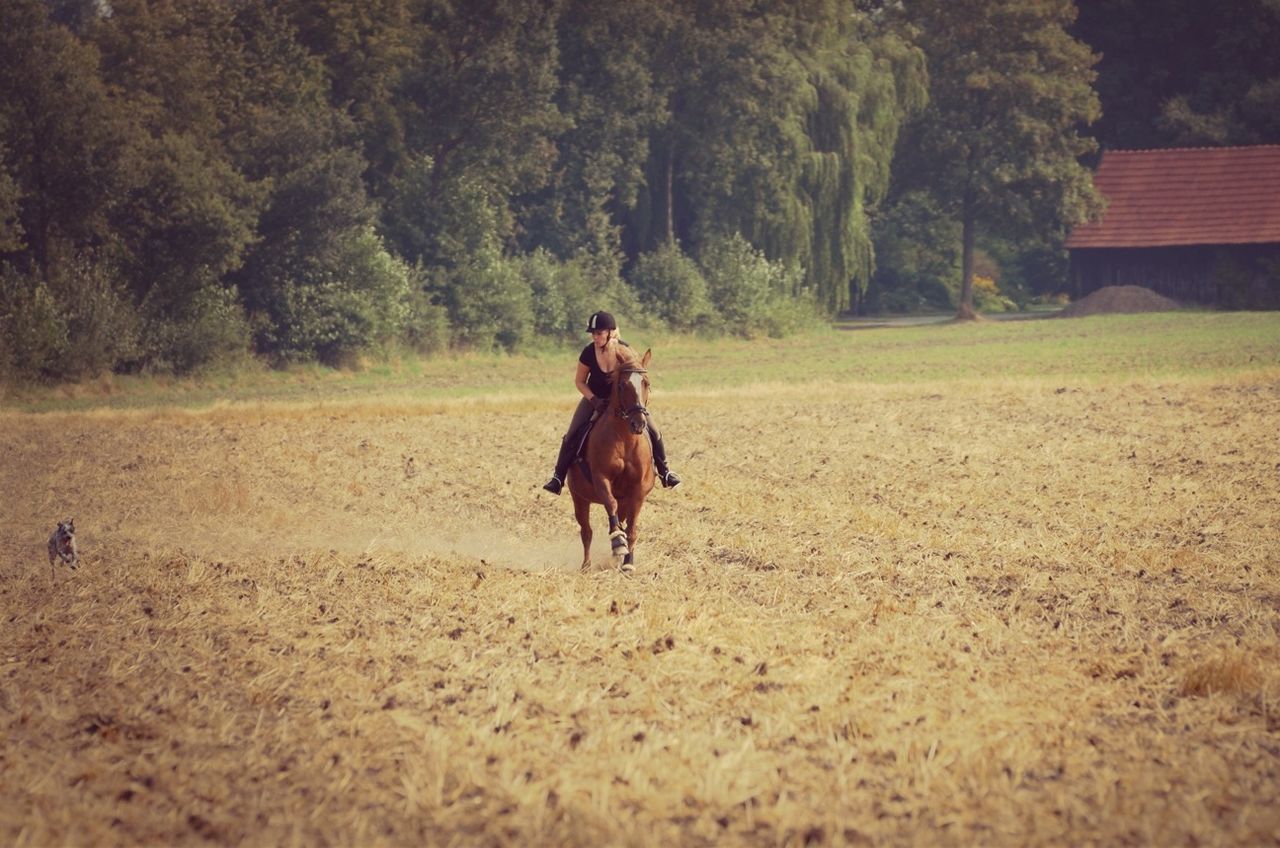 animal themes, domestic animals, one animal, full length, mammal, dog, walking, horse, field, pets, standing, rear view, landscape, running, lifestyles, tree, leisure activity, working animal