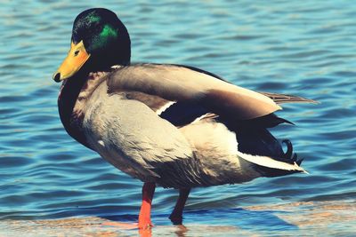 Close-up of a duck swimming in lake