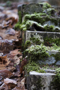 Close-up of moss on rock
