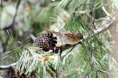 Close-up of bird perching on pine tree