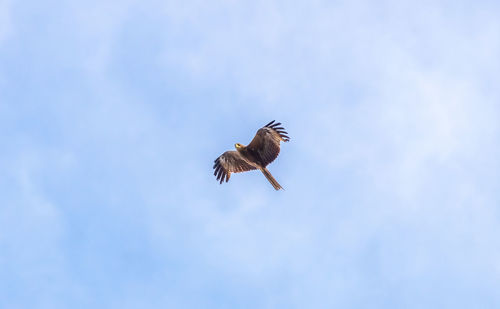 Low angle view of eagle flying in sky