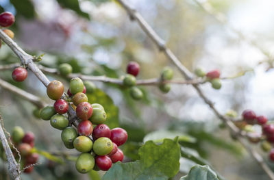 Close-up of grapes growing on tree