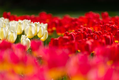 Close-up of pink tulips