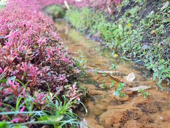 Close-up of plants