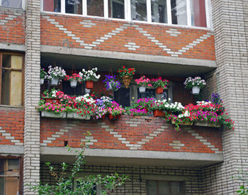 Low angle view of flowers growing on window sill