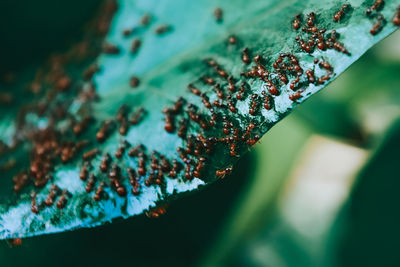 Close-up of caterpillar on plant