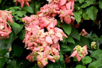 Close-up of pink flowering plants