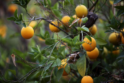 Low angle view of oranges growing on tree