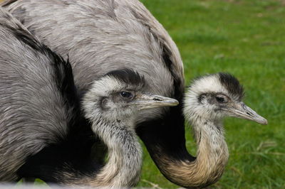 Heads of two ostriches in close-up, london zoo.
