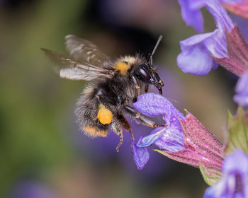 Close-up of butterfly on purple flower