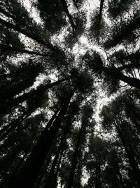 Low angle view of trees in forest