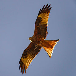 Low angle view of red kite flying against clear blue sky