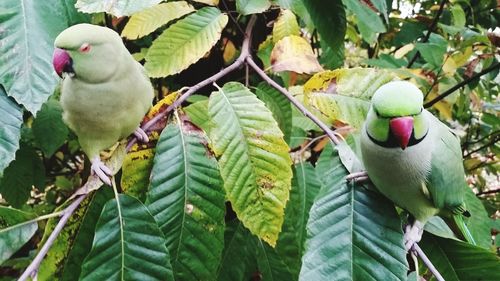 Close-up of parrot perching on tree