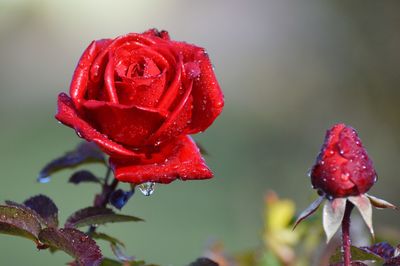 Close-up of wet red rose