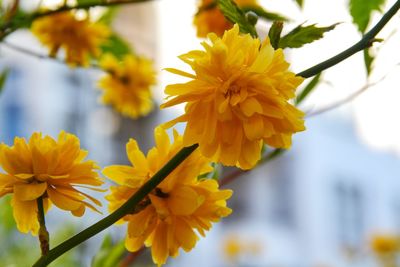 Close-up of yellow flowers