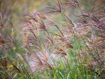 grass