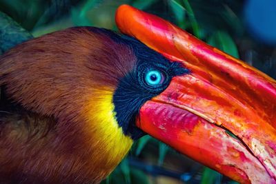 Close-up of parrot