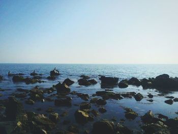 Scenic view of sea against clear sky