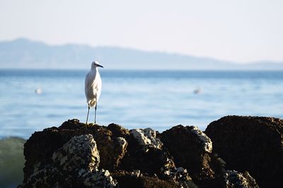 Heron perching on rock against sky