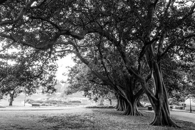 Trees on field in park