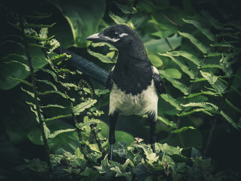 Close-up of bird perching on plant