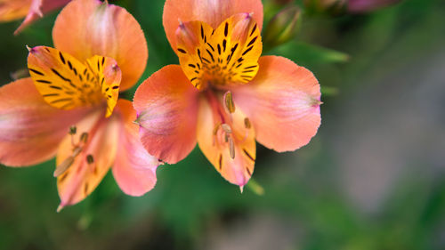 Close-up of orange flowering plant