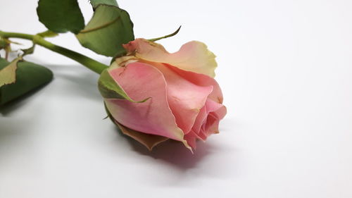 Close-up of pink rose plant