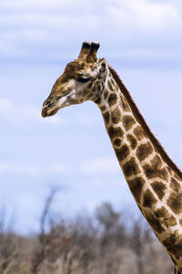 View of giraffe against sky