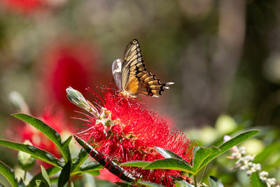 Butterfly on a flowering red gum tree