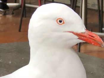 Close-up of a duck