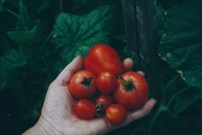 Cropped image of hand holding tomatoes