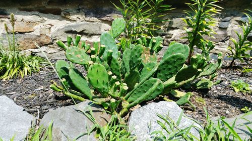 Plants growing on rock