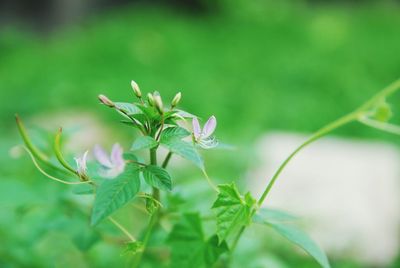 Flowers and buds at outdoors